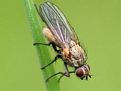 Root-maggot Fly